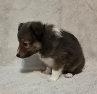 Resand , a male Shetland Sheepdog for sale in Richlands, NC – 5 of 10