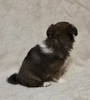 Resand , a male Shetland Sheepdog for sale in Richlands, NC – 8 of 10