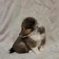 Faerha, a female Shetland Sheepdog for sale in Richlands, NC – 4 of 10