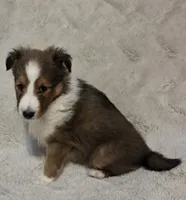 Faerha, a female Shetland Sheepdog for sale in Richlands, NC – 5 of 10