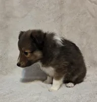 Resand , a male Shetland Sheepdog for sale in Richlands, NC – 3 of 10