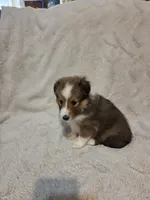 Brice, a female Shetland Sheepdog for sale in Richlands, NC – 9 of 9