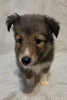 Resand , a male Shetland Sheepdog for sale in Richlands, NC – 10 of 10