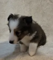 Azrael , a male Shetland Sheepdog for sale in Richlands, NC – 5 of 10