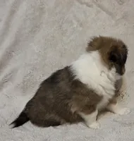 Faerha, a female Shetland Sheepdog for sale in Richlands, NC – 3 of 10