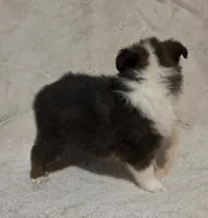 Azrael , a male Shetland Sheepdog for sale in Richlands, NC – 6 of 10