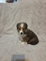 Brice, a female Shetland Sheepdog for sale in Richlands, NC – 8 of 9