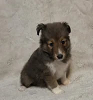 Resand , a male Shetland Sheepdog for sale in Richlands, NC – 7 of 10
