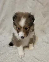 Faerha, a female Shetland Sheepdog for sale in Richlands, NC – 8 of 10