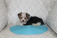 ID # 9200 Small Male Parti Yorkie, a male Yorkshire Terrier for sale in Maryville, MO – 8 of 9