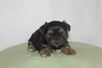ID # 9855 Small Male Yorkie, a male Yorkshire Terrier for sale in Maryville, MO – 1 of 8