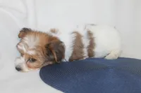 ID # 9195 Male Parti Yorkie, a male Yorkshire Terrier for sale in Maryville, MO – 3 of 7