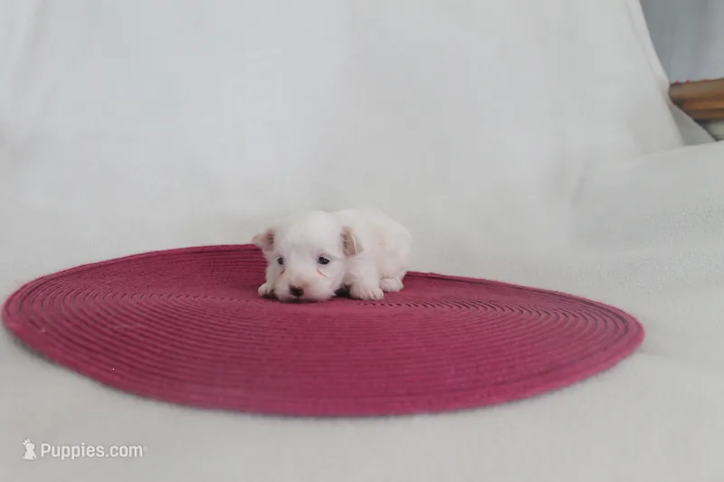 ID # 9850 Tiny Female Morkie  – Morkie puppy for sale in Maryville, MO