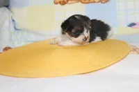 ID # 9845 Female Parti Yorkie , a female Yorkshire Terrier for sale in Maryville, MO – 2 of 10