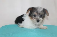ID # 9203 Tiny Female Parti Yorkie, a female Yorkshire Terrier for sale in Maryville, MO – 4 of 5