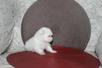 ID # 9840 Small Female Maltese, a female Maltese for sale in Maryville, MO – 7 of 10