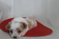 ID # 9207 Tiny Male Parti Yorkie, a male Yorkshire Terrier for sale in Maryville, MO – 5 of 7