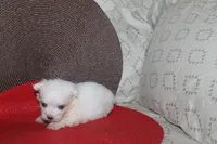 ID # 9857 Small Male Maltese, a male Maltese for sale in Maryville, MO – 9 of 10