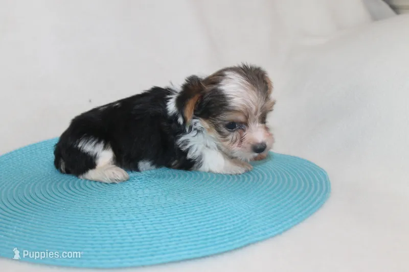 ID # 9200 Tiny Male Parti Yorkie – Yorkshire Terrier puppy for sale in Maryville, MO