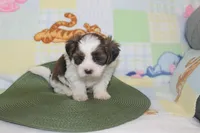 ID # 9839 Male Shorkie , a male Shorkie for sale in Maryville, MO – 9 of 10
