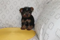 ID # 9852 Tiny Male Yorkie, a male Yorkshire Terrier for sale in Maryville, MO – 7 of 8