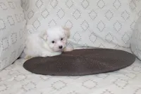 ID # 9846 Small Male Maltese, a male Maltese for sale in Maryville, MO – 8 of 9