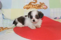 ID # 9844 Female Shorkie, a female Shorkie for sale in Maryville, MO – 7 of 9