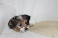 ID # 9192 Male Parti Yorkie, a male Yorkshire Terrier for sale in Maryville, MO – 10 of 10