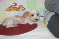 ID # 9207 Small Male Parti Yorkie, a male Yorkshire Terrier for sale in Maryville, MO – 2 of 10
