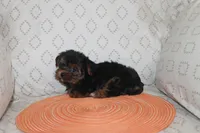 ID # 9855 Small Male Yorkie, a male Yorkshire Terrier for sale in Maryville, MO – 8 of 8