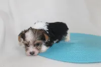 ID # 9200 Tiny Male Parti Yorkie, a male Yorkshire Terrier for sale in Maryville, MO – 4 of 8