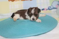 ID # 9836 Male Parti Yorkie, a male Yorkshire Terrier for sale in Maryville, MO – 5 of 7