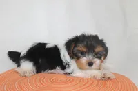 ID E 9208 Small Male Parti Yorkie, a male Yorkshire Terrier for sale in Maryville, MO – 8 of 9