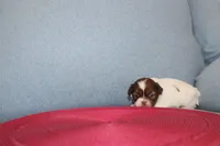 ID # 9204 Female Shih Tzu, a female Shih Tzu for sale in Maryville, MO – Photo 10 of 10