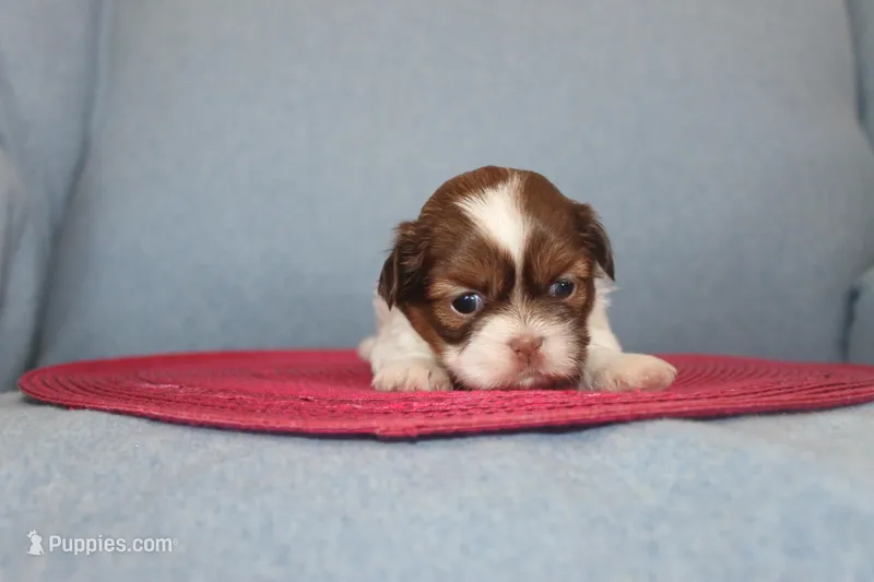 ID # 9204 Female Shih Tzu