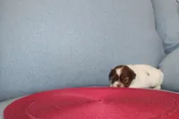 ID # 9204 Female Shih Tzu, a female Shih Tzu for sale in Maryville, MO – Photo 7 of 10