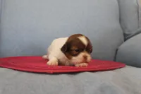 ID # 9204 Female Shih Tzu, a female Shih Tzu for sale in Maryville, MO – Photo 2 of 10