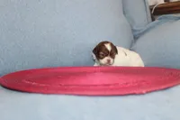 ID # 9204 Female Shih Tzu, a female Shih Tzu for sale in Maryville, MO – Photo 3 of 10