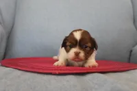 ID # 9204 Female Shih Tzu, a female Shih Tzu for sale in Maryville, MO – Photo 5 of 10