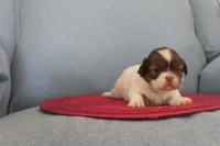 ID # 9204 Female Shih Tzu, a female Shih Tzu for sale in Maryville, MO – Photo 8 of 10