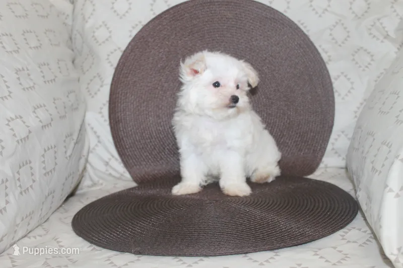 ID #  9850  Tiny Female Morkie  – Morkie puppy on hold in Maryville, MO