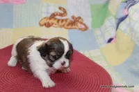 ID # 6062 ON HOLD, a female Shih Tzu and Shichon for sale in Maryville, MO – Photo 1 of 6