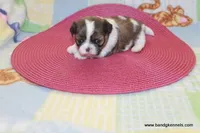 ID # 6062 ON HOLD, a female Shih Tzu and Shichon for sale in Maryville, MO – Photo 6 of 6