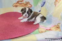 ID # 6062 ON HOLD, a female Shih Tzu and Shichon for sale in Maryville, MO – Photo 5 of 6