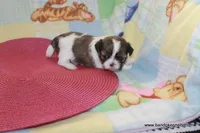 ID # 6062 ON HOLD, a female Shih Tzu and Shichon for sale in Maryville, MO – Photo 4 of 6