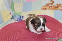 ID # 6062 ON HOLD, a female Shih Tzu and Shichon for sale in Maryville, MO – Photo 3 of 6