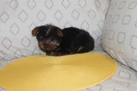 ID # 9852 Tiny Male Yorkie, a male Yorkshire Terrier for sale in Maryville, MO – 3 of 8