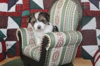 ID # 9186 Female Parti Yorkie, a female Yorkshire Terrier for sale in Maryville, MO – 5 of 5