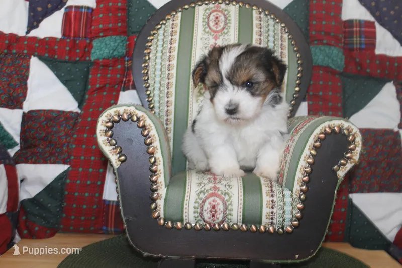 ID # 9186 Female Parti Yorkie – Yorkshire Terrier puppy for sale in Maryville, MO
