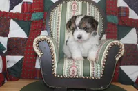 ID # 9186 Female Parti Yorkie, a female Yorkshire Terrier for sale in Maryville, MO – 2 of 5